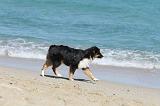 BERGER AUSTRALIEN PUPPIES 088